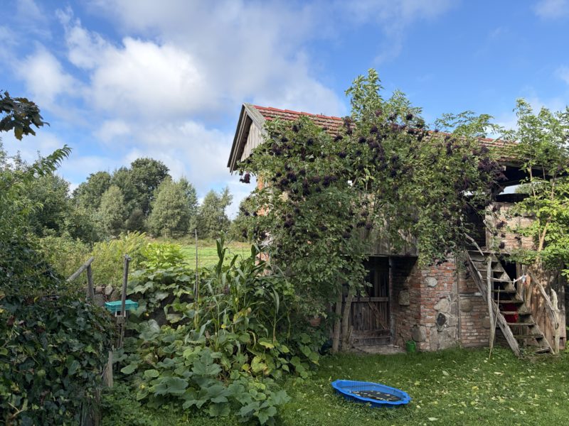 Zdjęcie przedstawia wiejską, sielankową scenerię w słoneczny dzień z częściowo zachmurzonym niebem. Na pierwszym planie po lewej stronie widoczny jest gęsty, zielony ogr&oacute;d lub grządki z bujnymi roślinami o dużych liściach, przypominającymi dynie lub warzywa dyniowate. Na trawniku, po prawej stronie na dole, leży mały, niebieski, plastikowy basenik dziecięcy lub piaskownica w kształcie muszli.
